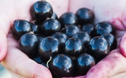 Les meilleures variétés de groseilles noires et rouges pour la région de Leningrad