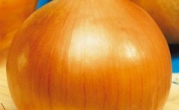 Une grande variété d'oignon de mi-saison 