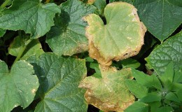 Pourquoi les feuilles de concombre jaunissent-elles et que faire à ce sujet