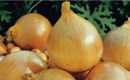 Variété d'oignon d'hiver 