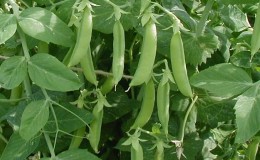 Caractéristiques de la culture des pois verts