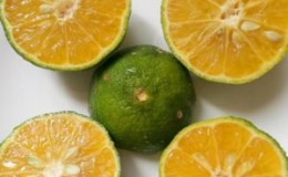 Quel est le nom d'un hybride de citron et de mandarine