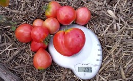 Géant délicieux, juteux et parfumé dans le jardin - la tomate 