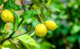 Comment faire pousser un citron à partir d'une graine à la maison: plantation, entretien, nuances et erreurs