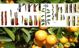 Comment bien planter la mandarine à la maison