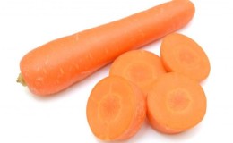 Hybride de carottes de Dordogne à maturation précoce et résistant au froid
