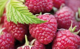Caractéristiques et description des meilleures variétés de framboises
