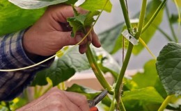 Comment pincer correctement les concombres dans une serre: règles de soins de la plantation à la récolte