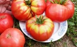 Un nouveau venu prometteur parmi les variétés de tomates est la tomate King of Kings, qui gagne rapidement en popularité