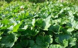 Que faire lorsque la citrouille ne fleurit pas et pourquoi cela se produit