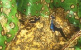 Maladies et ravageurs du persil: photos, méthodes de contrôle et de prévention