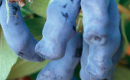 Chèvrefeuille comestible 