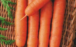 Caractéristiques des carottes rouges sans noyau