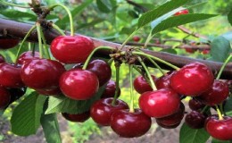 Quels sont les bons hybrides de cerises et de cerises douces et quelles sont leurs caractéristiques