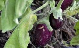 Pourquoi les feuilles d'aubergine se fanent-elles et que faire pour les sauver