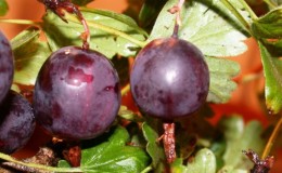 Examen de la variété de groseille à maquereau North Captain, ses avantages et ses inconvénients