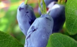 Chèvrefeuille Cendrillon doux résistant