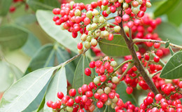 Comment et où pousse le poivre rose et dans quelles zones il est utilisé