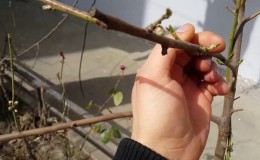 Méthodes de multiplication des pêches par boutures en été: instructions et conseils utiles
