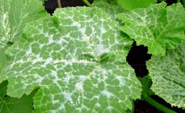 Pourquoi l'oïdium apparaît-il et pourquoi est-il dangereux sur les concombres: photo et traitement, mesures préventives