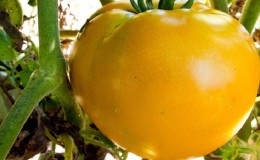 Pourquoi les résidents d'été aiment tant la tomate orange de l'Altaï, commentaires sur son rendement et ses secrets d'entretien