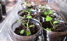 Guide du débutant: comment faire pousser des framboises à partir de graines pour semis à la maison