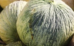 Melon d'automne ouzbek 