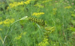 Quels sont les ravageurs de l'aneth: photos et contrôle d'eux, maladies et mesures préventives pour protéger la culture