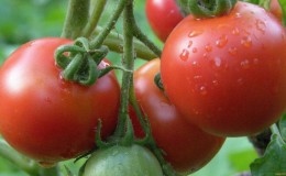 Le leader parmi les tomates précoces, le favori des agriculteurs: la tomate Katyusha, caractéristiques et description de la variété