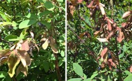 Pourquoi le chèvrefeuille ne pousse pas - causes et solutions au problème