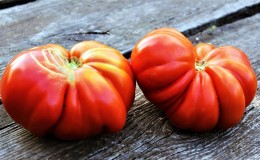 Nous cultivons nos propres grosses tomates à la pulpe sucrée, juteuse et granuleuse: Tomate 