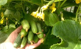 Pourquoi avez-vous besoin de traiter des concombres avec un vert brillant et comment le faire correctement