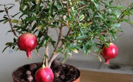 Guide du débutant: comment entretenir une grenade en pot à la maison