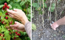 Comment et quand tailler les framboises en été après la fructification: instructions pour les jardiniers débutants