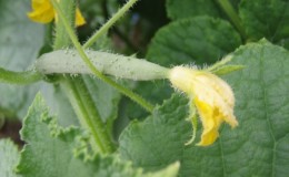 Les principales raisons pour lesquelles l'ovaire ne pousse pas sur les concombres