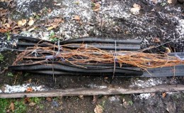 Caractéristiques du réchauffement des raisins dans la région de Moscou: comment et quand il est préférable de se couvrir pour l'hiver