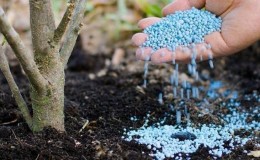 Guide du débutant pour nourrir les poires à l'automne