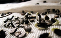 Comment faire germer correctement les graines de pastèque et que faire ensuite avec le matériel de plantation fini