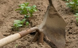 Pourquoi avez-vous besoin de pommes de terre de buttage et comment le faire correctement