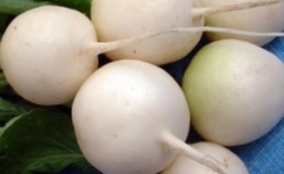 Quelle est la particularité du radis blanc: description et caractéristiques des variétés