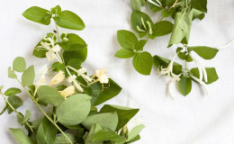 Comment propager des boutures de chèvrefeuille de chèvrefeuille en été