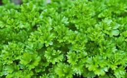 Caractéristiques de la culture du persil dans une serre à vendre