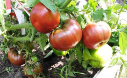 La tomate Negritenok est un invité extrêmement inhabituel et exotique dans votre jardin: nous la cultivons nous-mêmes et profitons de la récolte