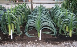 Guide étape par étape de la culture de poireaux à partir de graines pour les jardiniers débutants