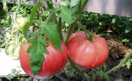 Tomate «Early Love» qui a l'air et le goût parfait: nous la cultivons correctement et établissons des records de rendement