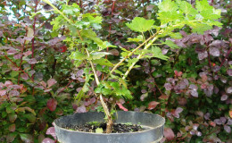 Comment planter correctement les plants de groseille à maquereau