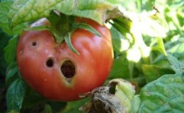 Nous combattons rapidement le problème découvert des tomates: des trous sont apparus dans les tomates - que faire et comment sauvegarder votre récolte