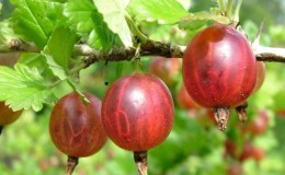 Groseille sans épines Senator avec un rendement élevé et un goût excellent