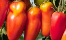 Les subtilités de la culture réussie de superbes tomates Pepper Giant