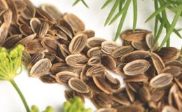 Propriétés utiles des graines d'aneth et contre-indications à leur utilisation